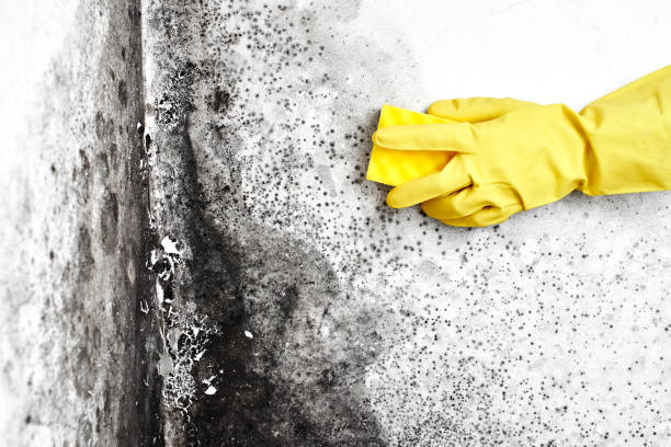 Best Black Mold Remediation in Murray, UT