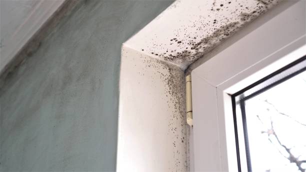 Best Post-Flood Mold Remediation in Murray, UT