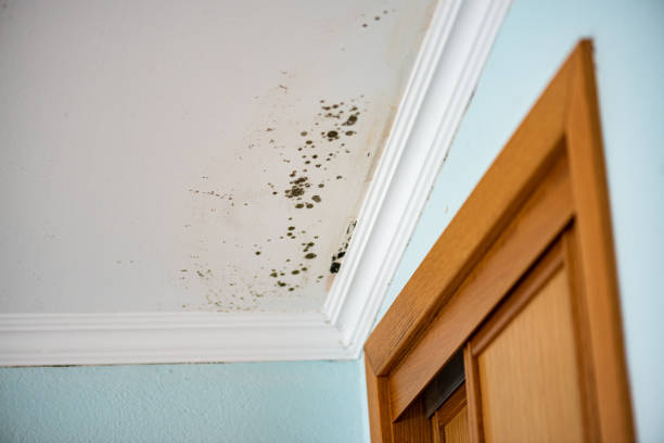 Best Basement Mold Remediation in Murray, UT