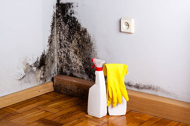 Best Industrial Mold Remediation in Murray, UT
